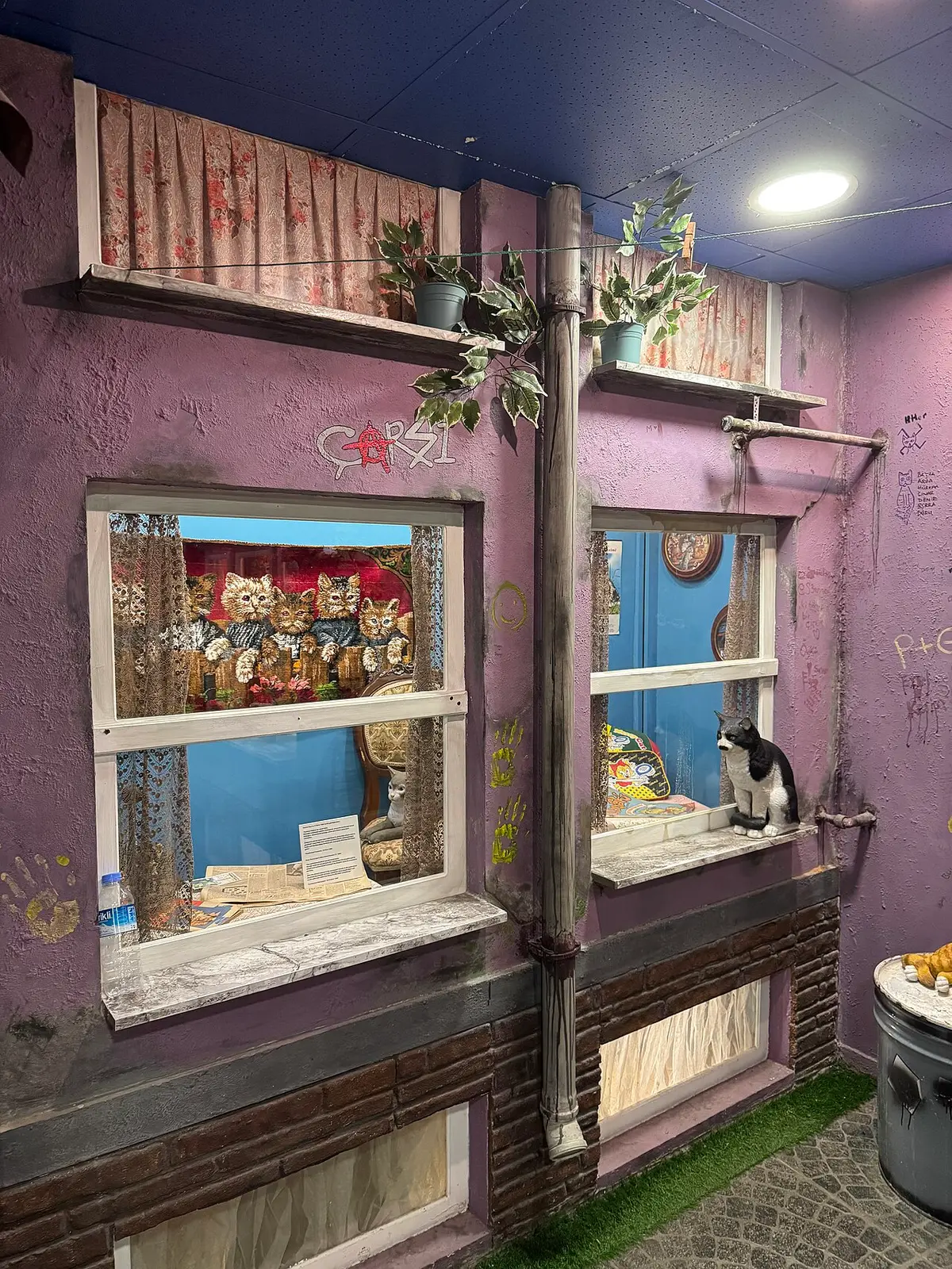 Beşiktaş Cat Museum